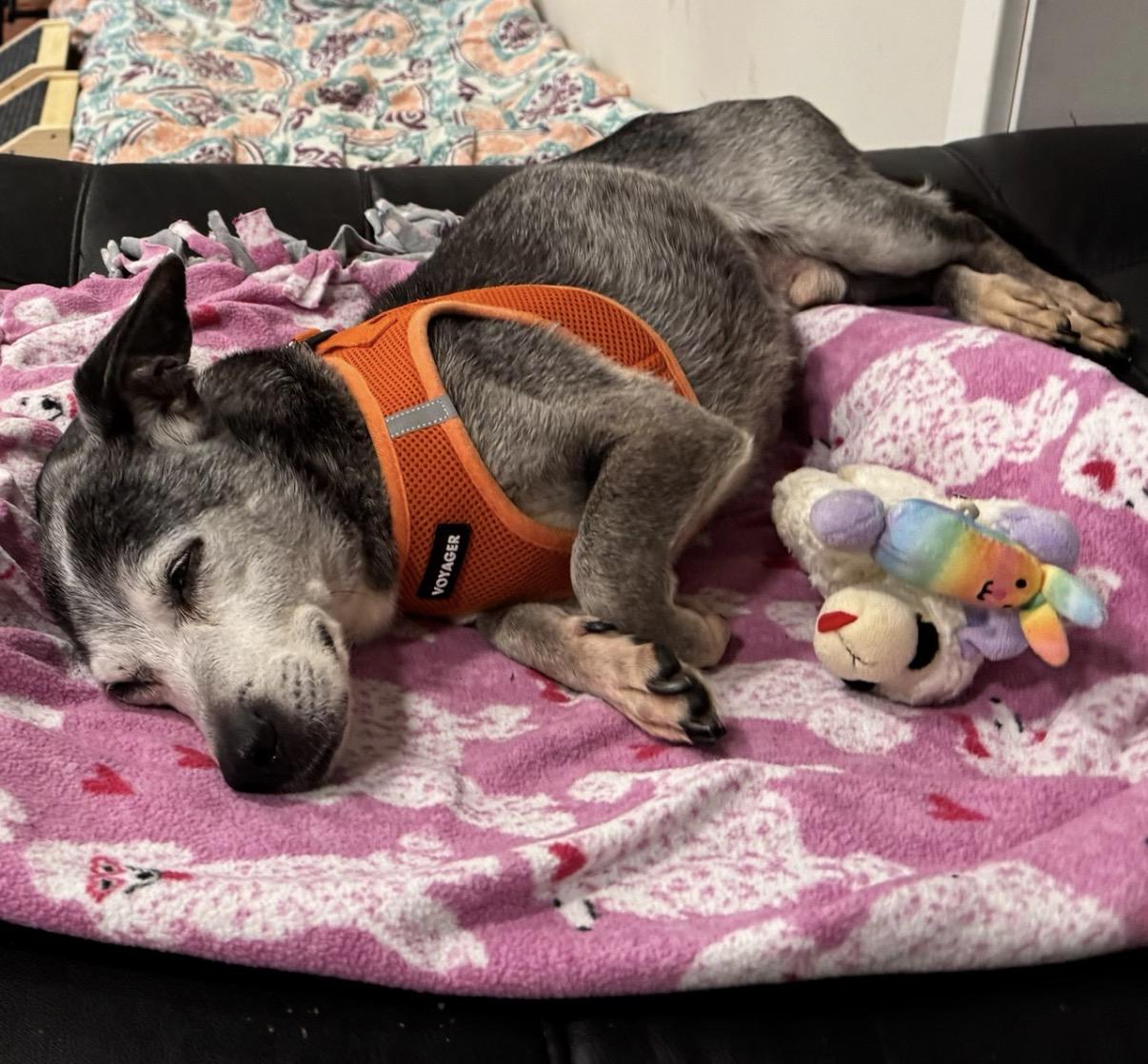 Enlarge Louie, an adopted mixed breed in Foster, RI image 5/6