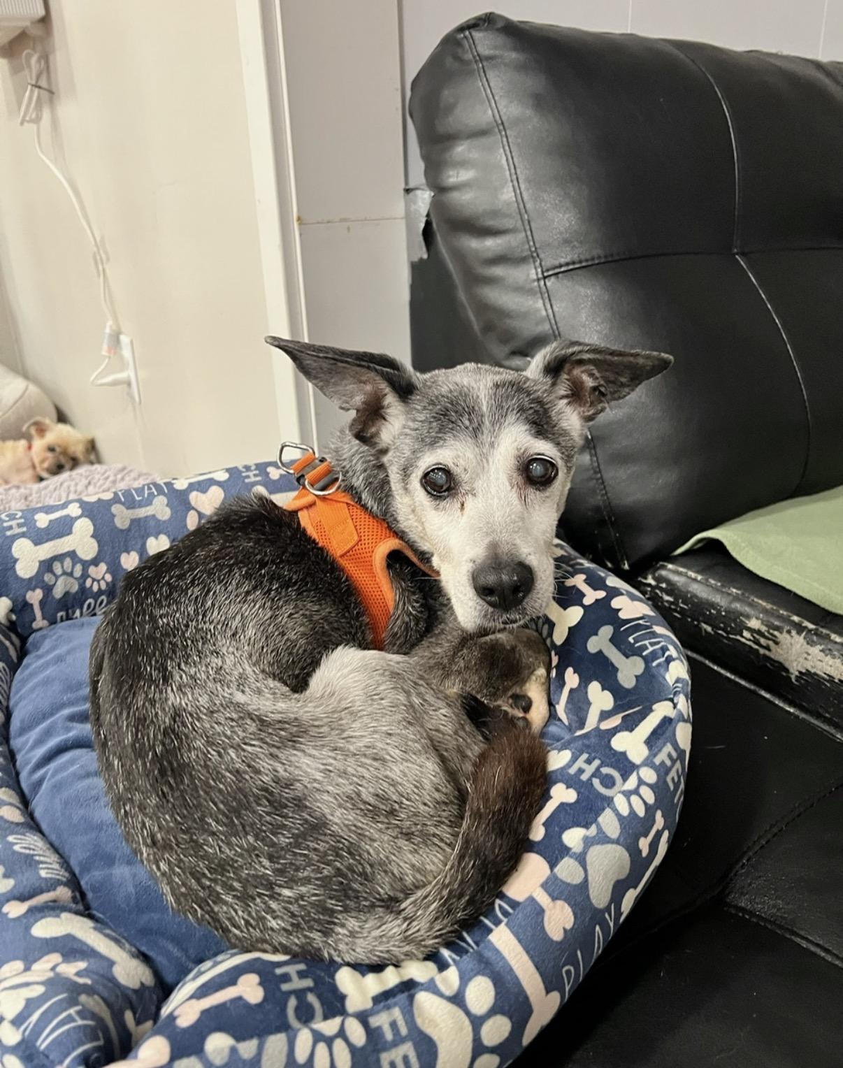 Enlarge Louie, an adopted mixed breed in Foster, RI image 6/6