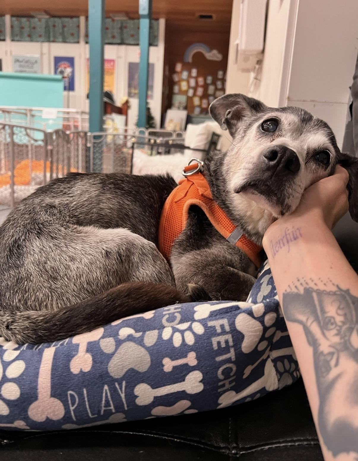 Enlarge Louie, an adopted mixed breed in Foster, RI image 3/6