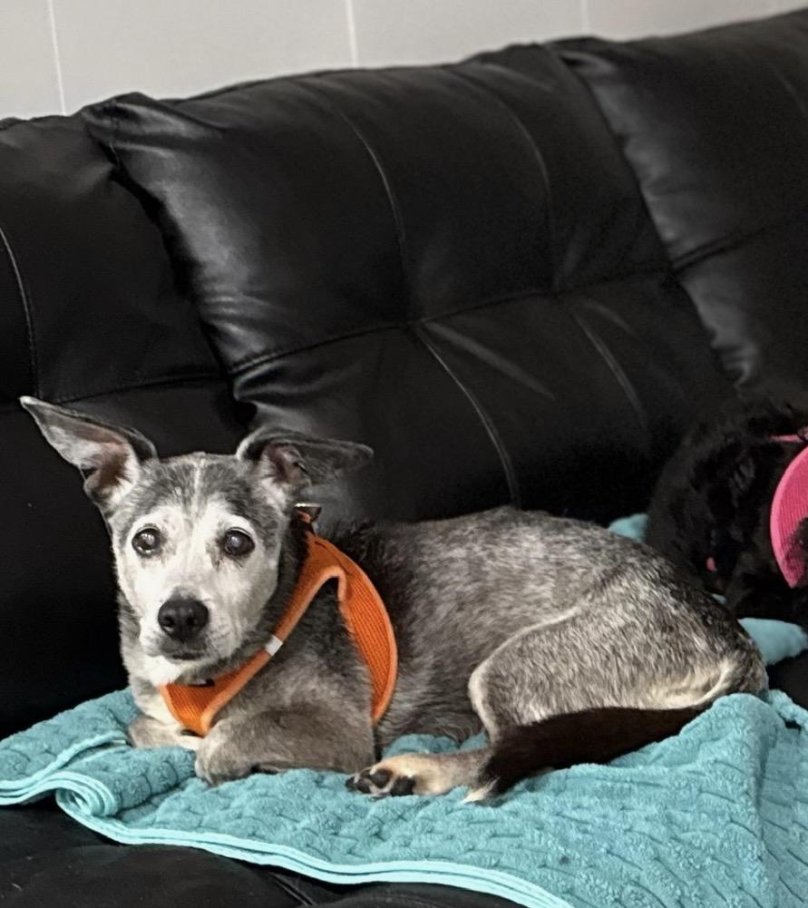 Enlarge Louie, an adopted mixed breed in Foster, RI image 2/6