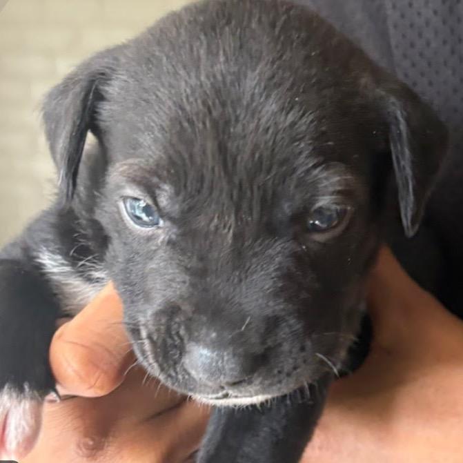 Sesame, Adoptable, Young Female Black Labrador Retriever.