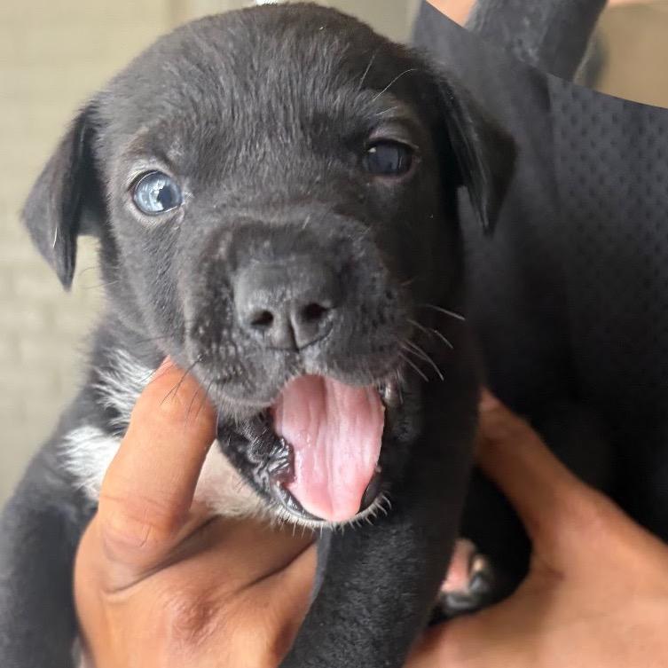 Enlarge Sesame, a Adoptable Black Labrador Retriever in Aledo, TX image 2/2