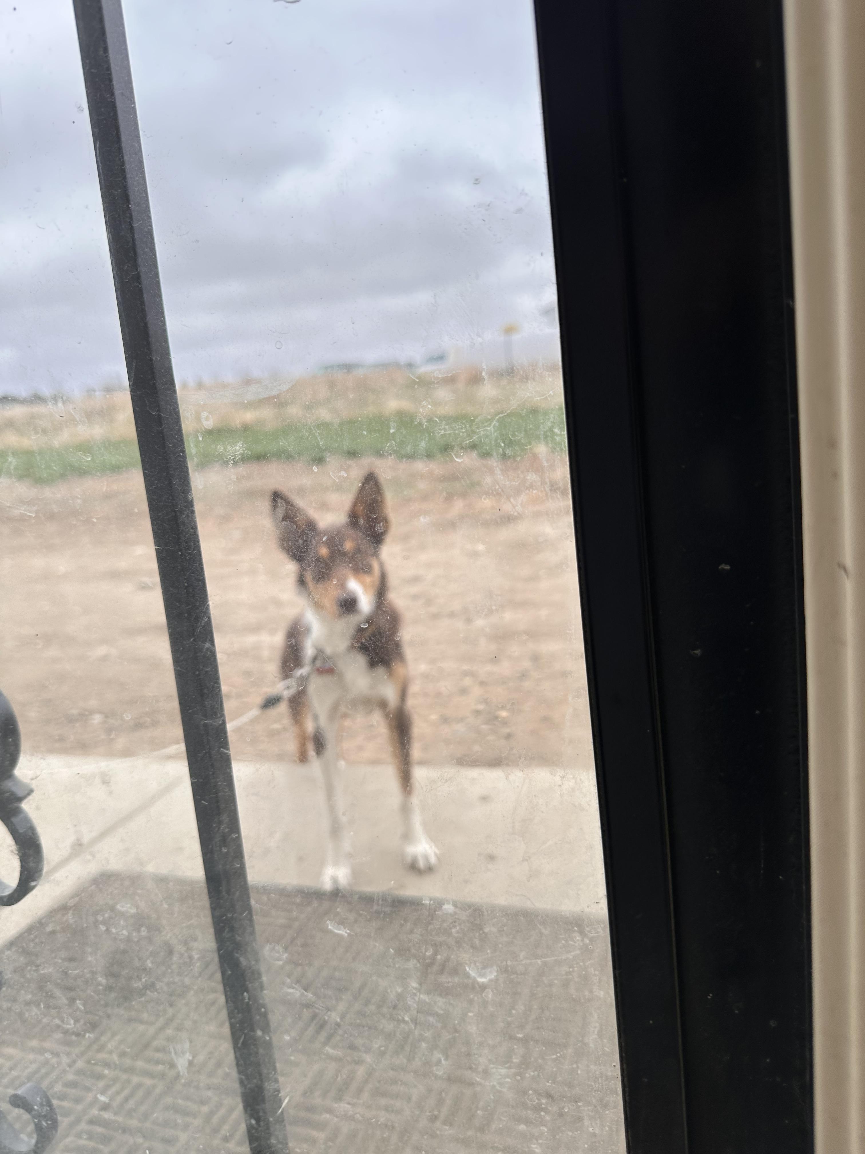 Athena, ADOPTABLE, Young Female Border Collie.