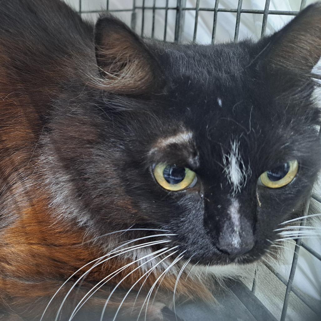 Diva, Adoptable, Adult Female Domestic Medium Hair.