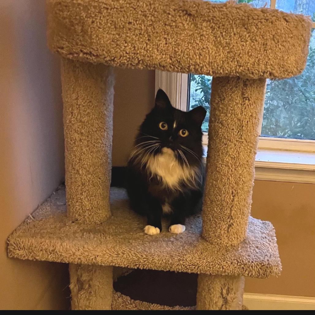 Enlarge Diva, a Adoptable Domestic Medium Hair in Valdosta , GA image 1/2