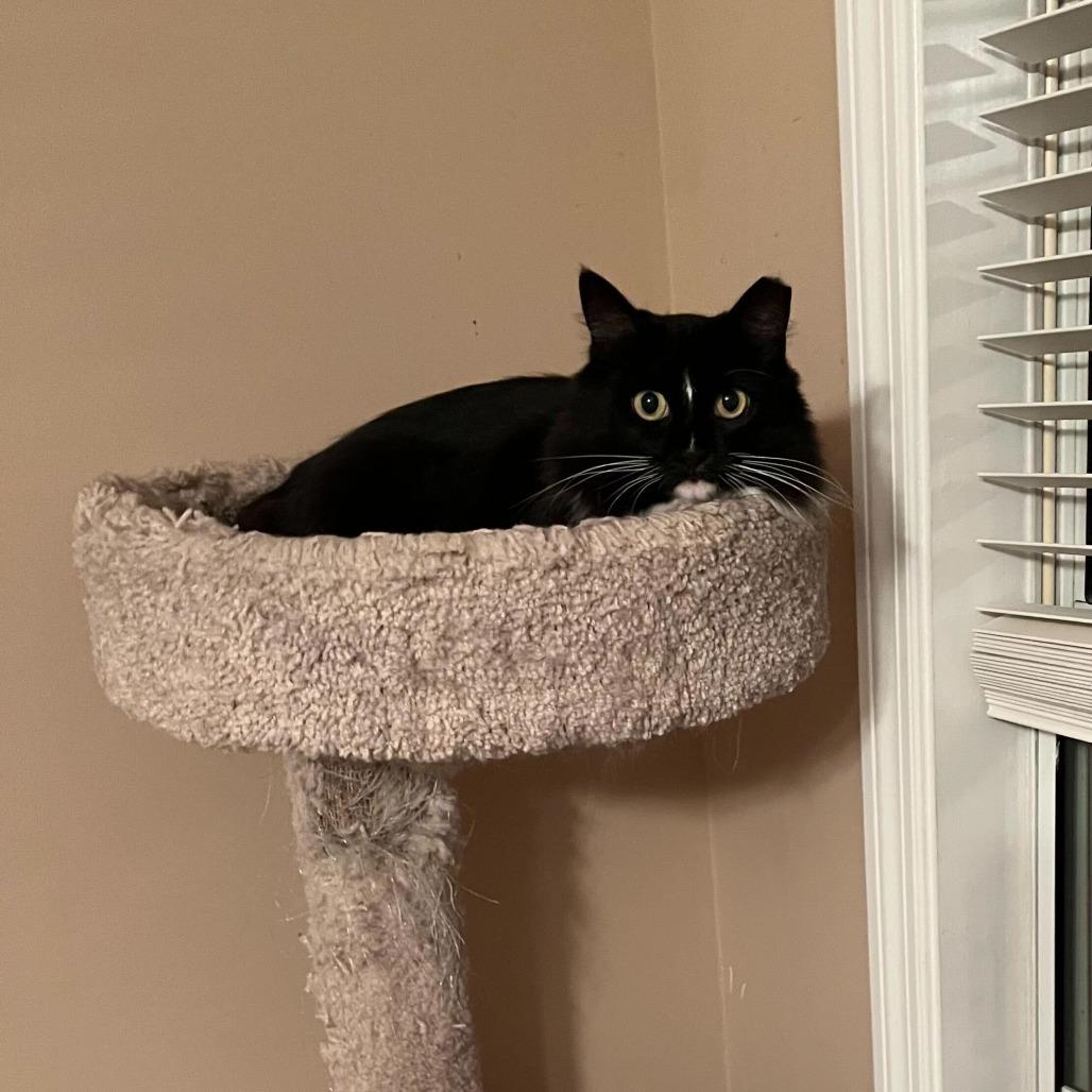 Enlarge Diva, a Adoptable Domestic Medium Hair in Valdosta , GA image 2/3