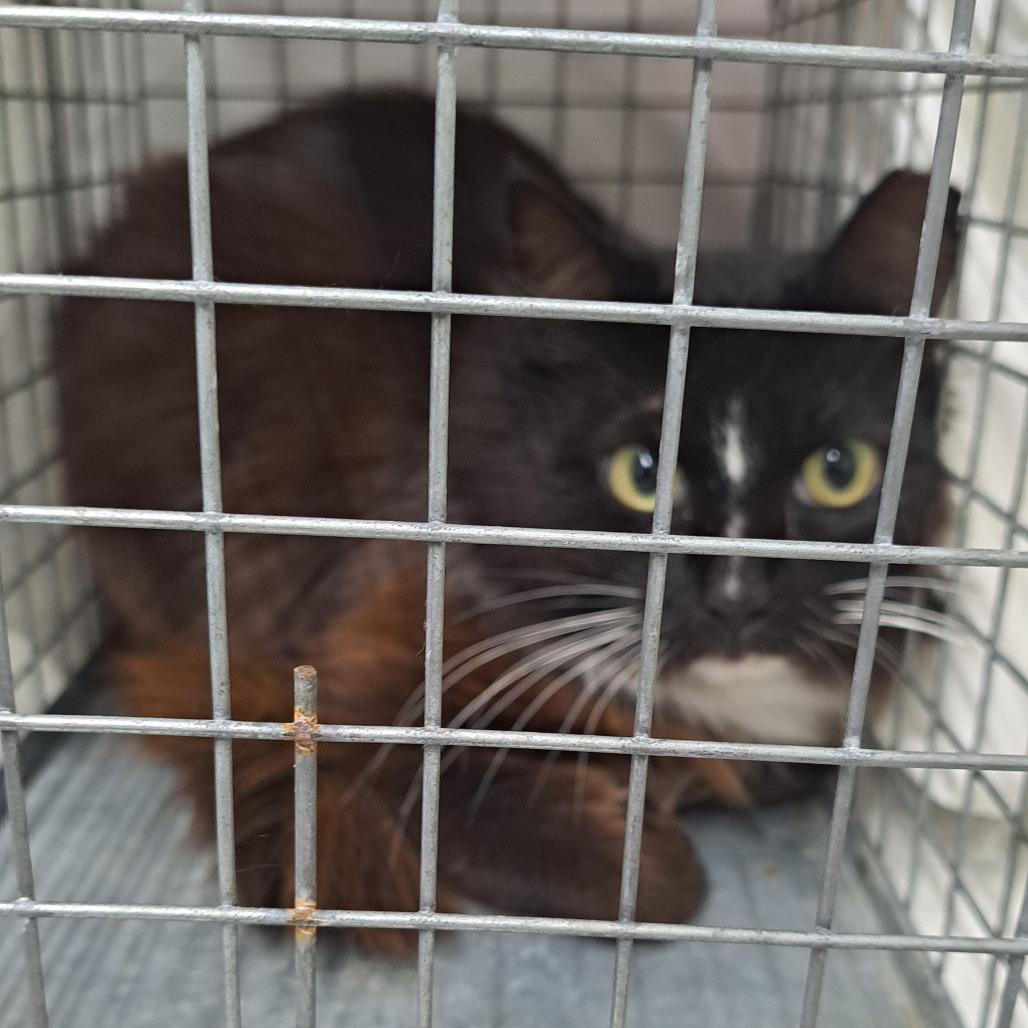 Enlarge Diva, a Adoptable Domestic Medium Hair in Valdosta , GA image 3/3