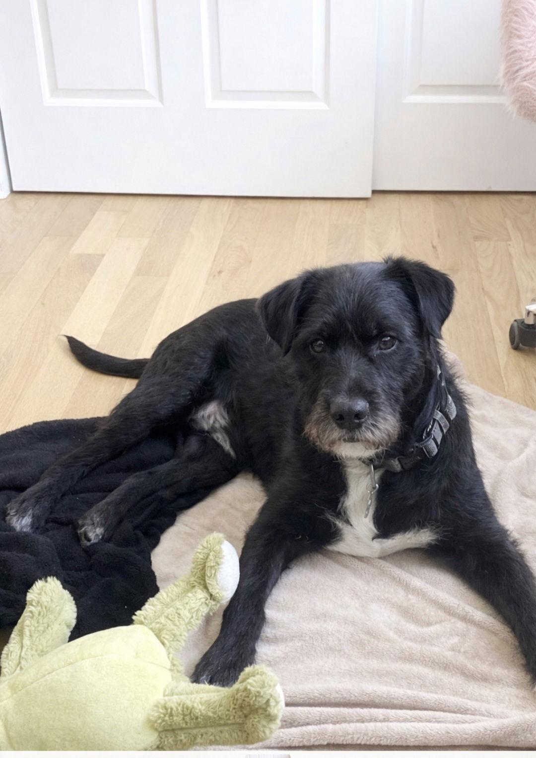 Jack, Adoptable, Young Male Schnauzer.