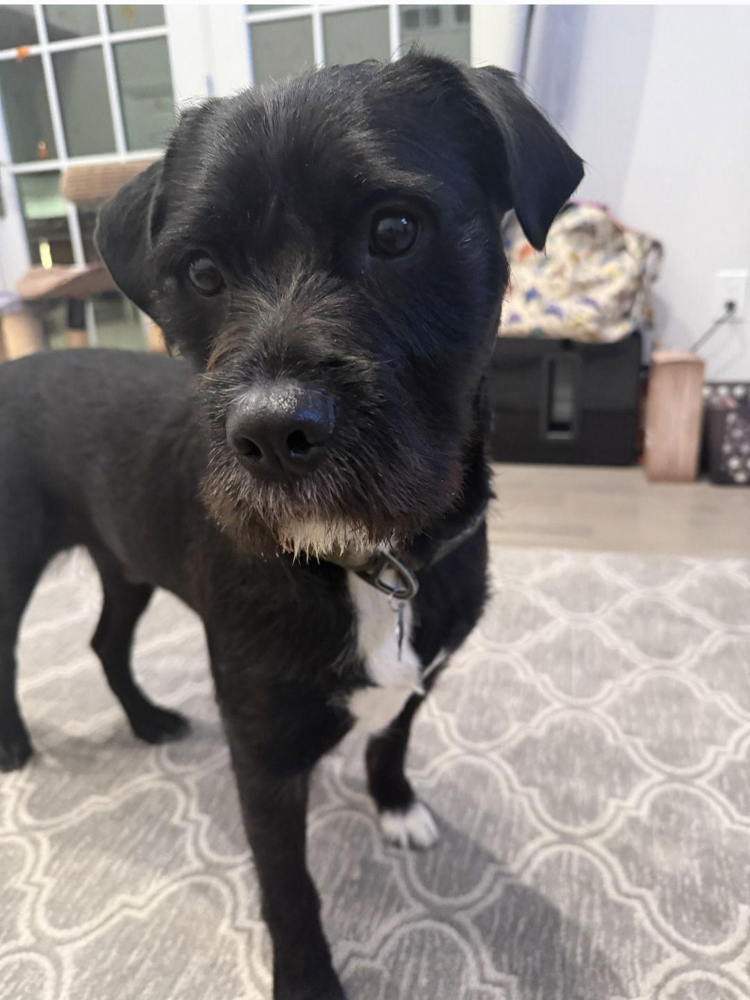 Enlarge Jack, a Adoptable Schnauzer in Morganville, NJ image 3/3