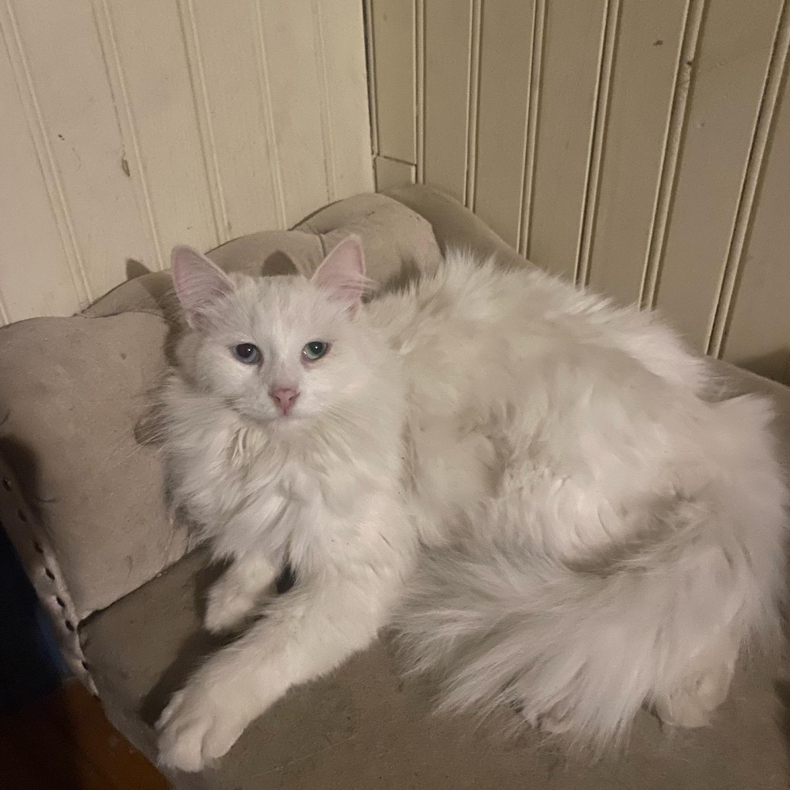 Holy (f) Turkish Angora 1yrs old, an adopted Turkish Angora in Ottawa, ON image 1/6