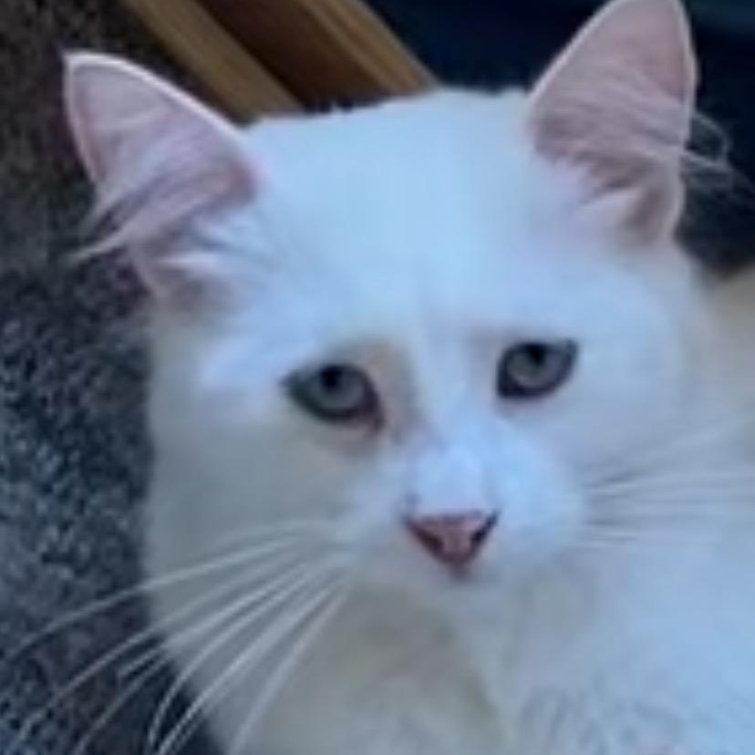 Holy (f) Turkish Angora 1yrs old, an adopted Turkish Angora in Ottawa, ON image 3/6