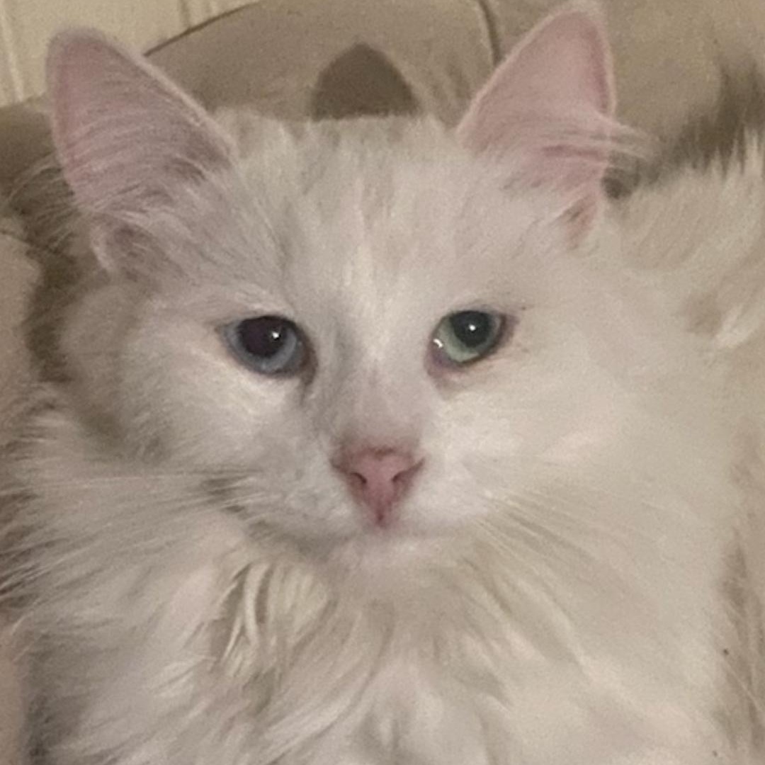 Holy (f) Turkish Angora 1yrs old, an adopted Turkish Angora in Ottawa, ON image 6/6