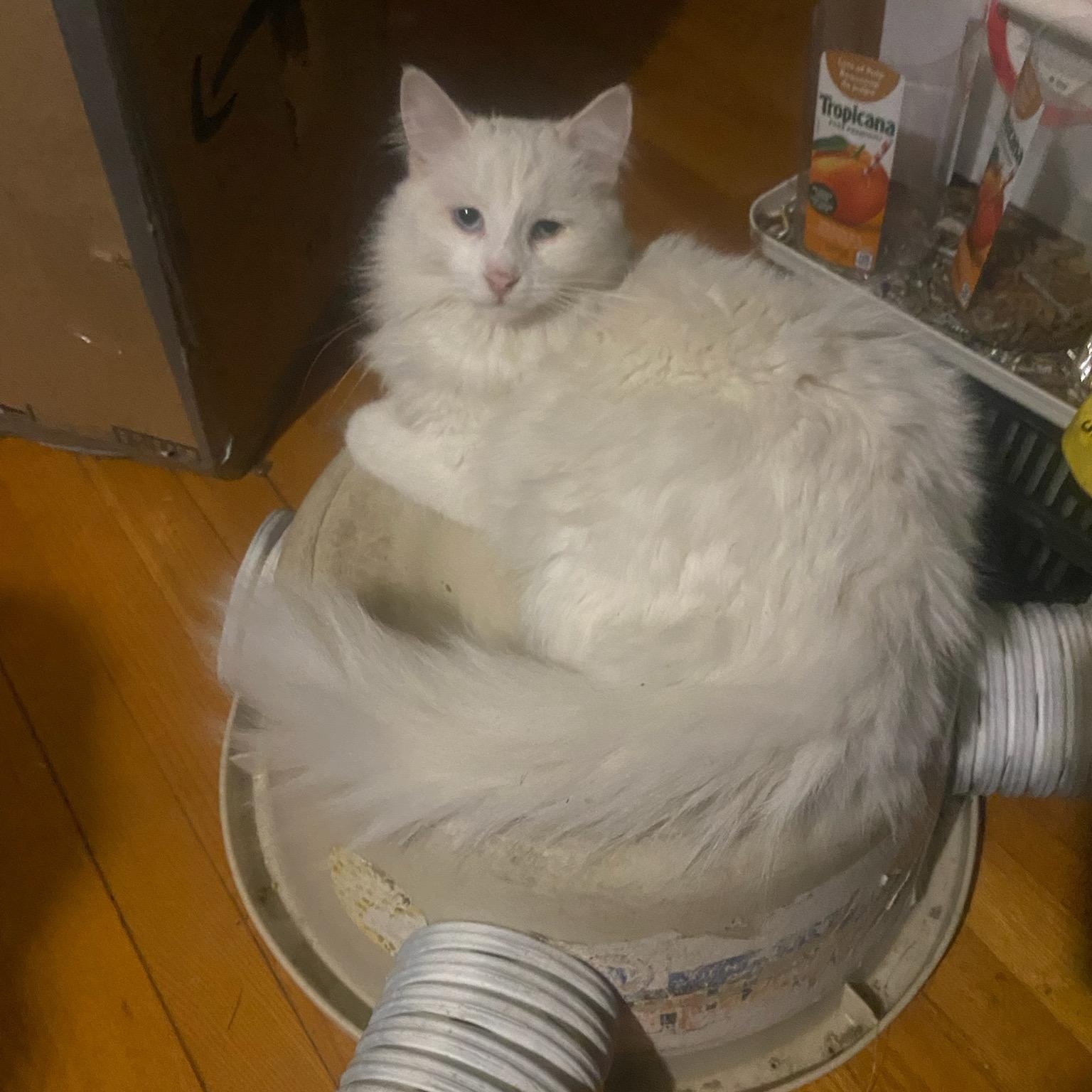Holy (f) Turkish Angora 1yrs old, an adopted Turkish Angora in Ottawa, ON image 4/6