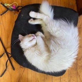 Holy (f) Turkish Angora 1yrs old, an adopted Turkish Angora in Ottawa, ON image 2/6