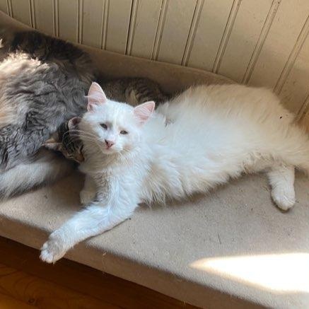 Holy (f) Turkish Angora 1yrs old, an adopted Turkish Angora in Ottawa, ON image 5/6