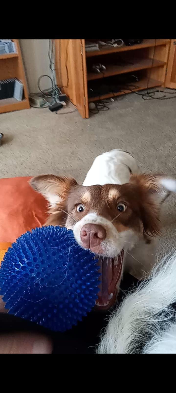 JELLY - COURTESY LISTING, a Adopted Border Collie in Richmond , VA image 3/6
