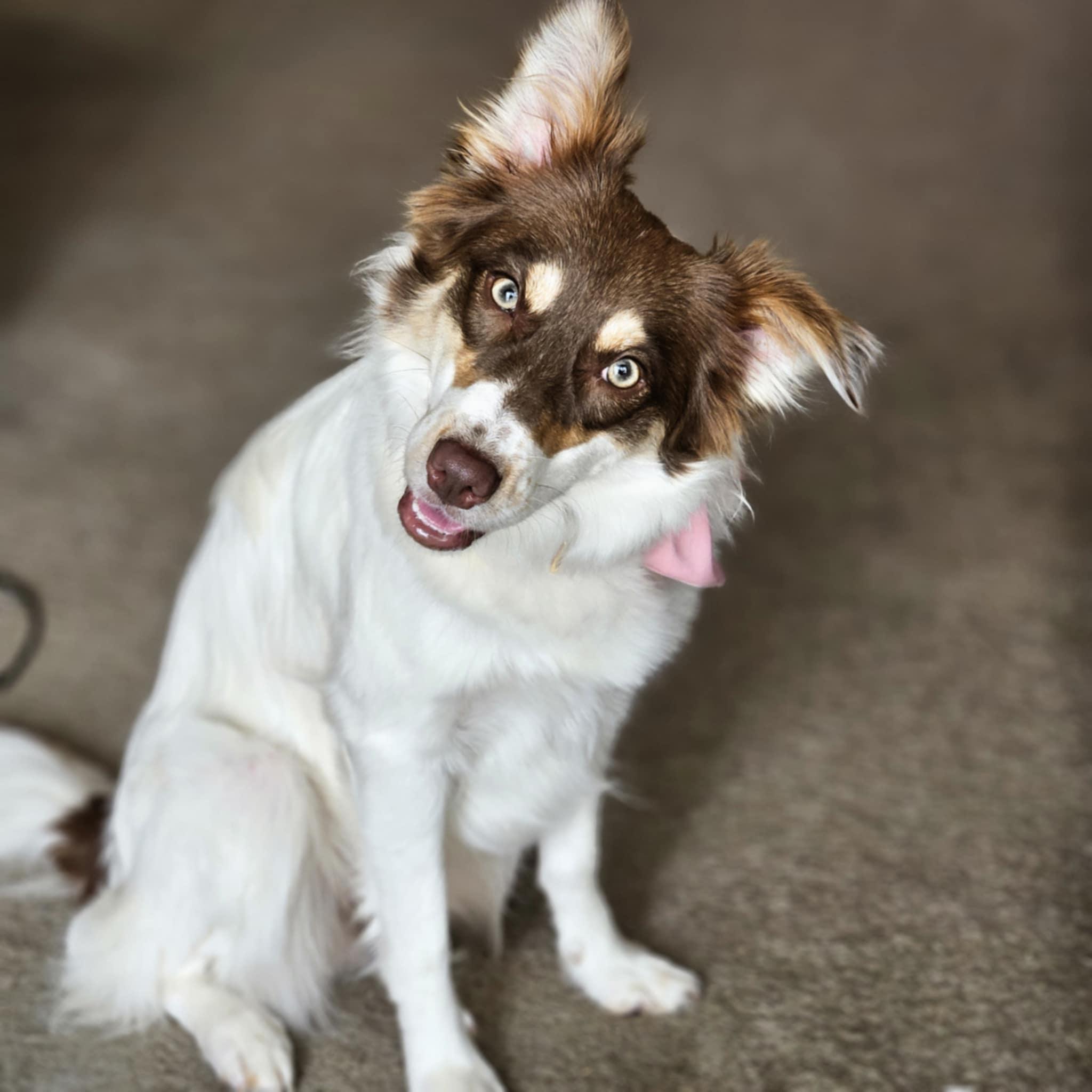 JELLY - COURTESY LISTING, a Adopted Border Collie in Richmond , VA image 1/6