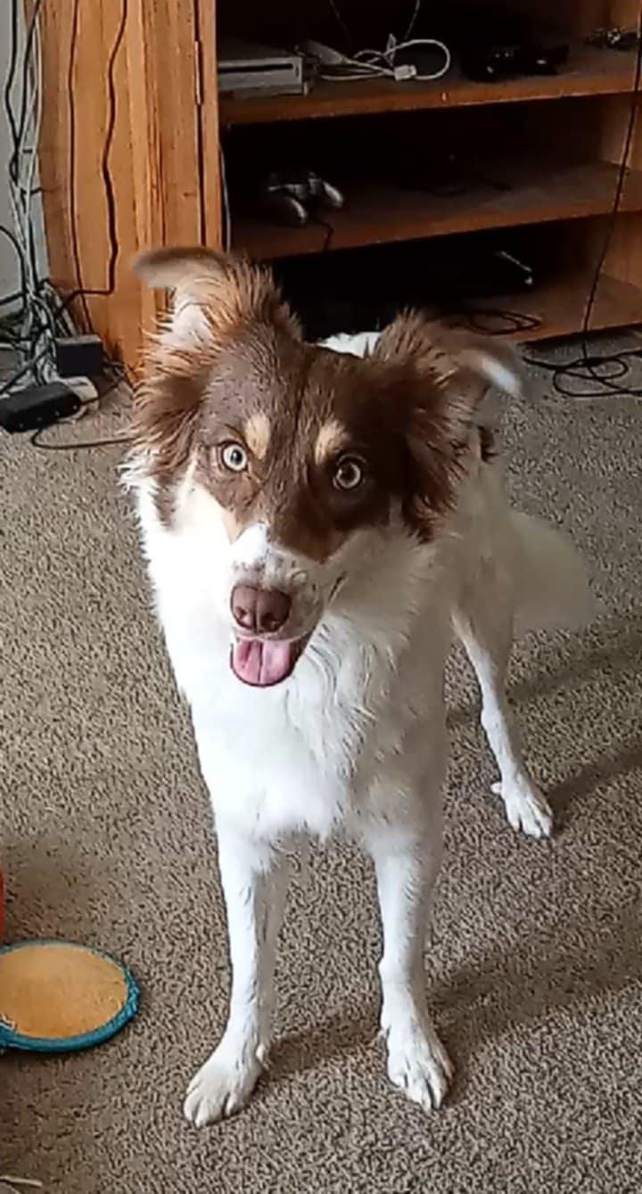 JELLY - COURTESY LISTING, a Adopted Border Collie in Richmond , VA image 4/6
