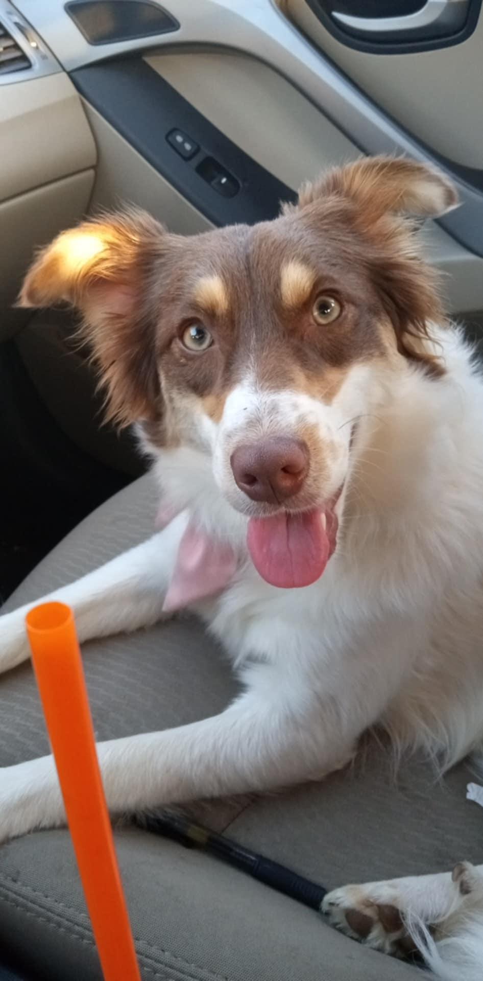 JELLY - COURTESY LISTING, a Adopted Border Collie in Richmond , VA image 5/6