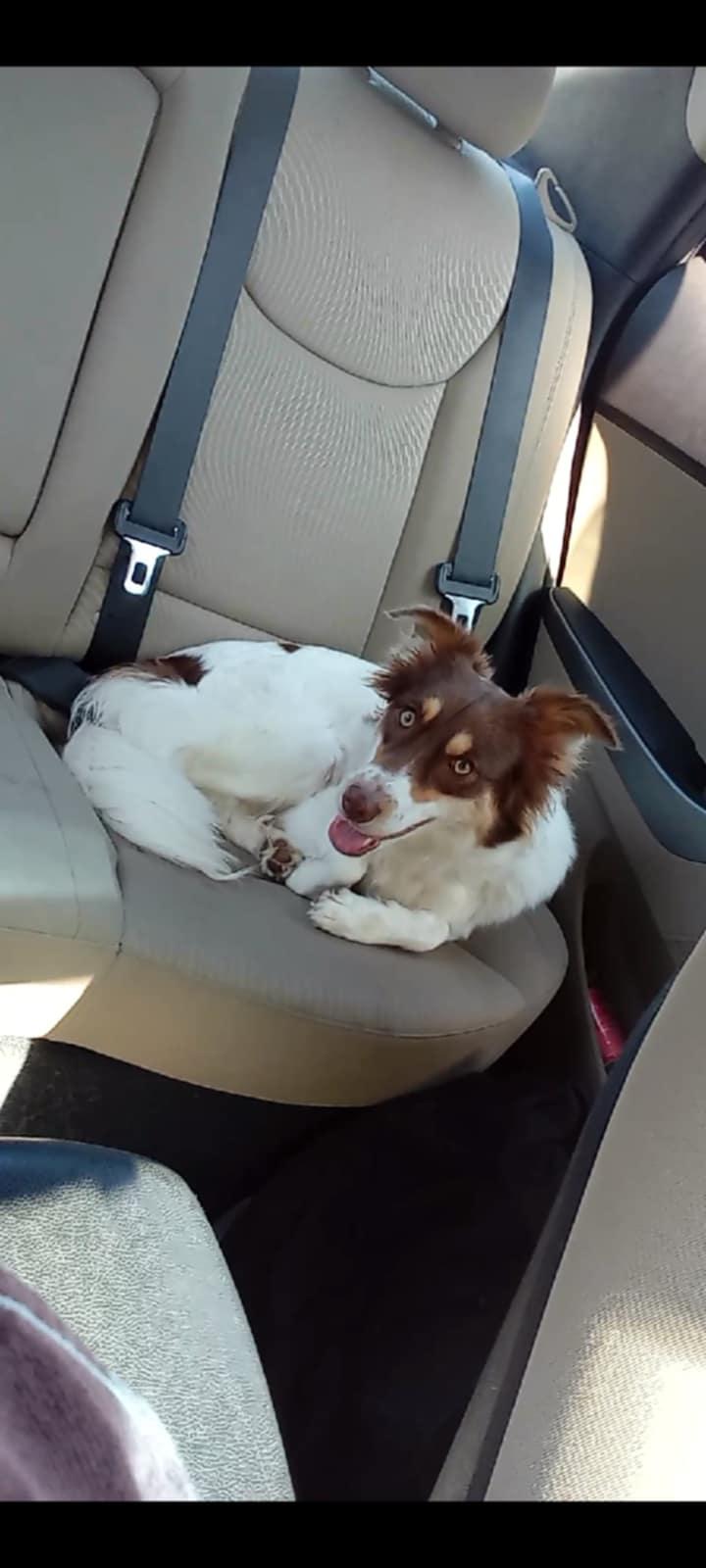 JELLY - COURTESY LISTING, a Adopted Border Collie in Richmond , VA image 6/6