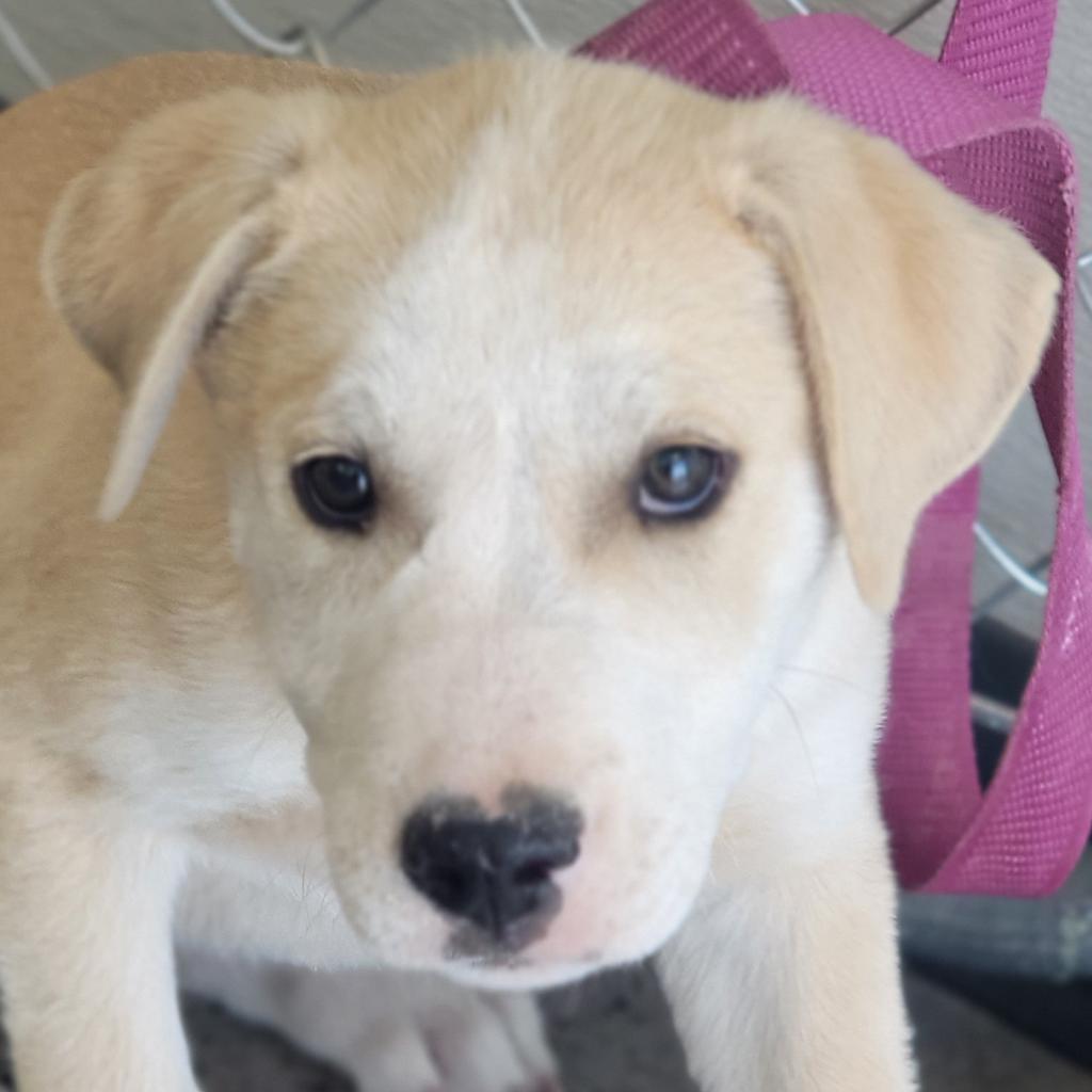 Enlarge Miller - PAWS, a Adoptable Mixed Breed in Las Cruces, NM image 1/6