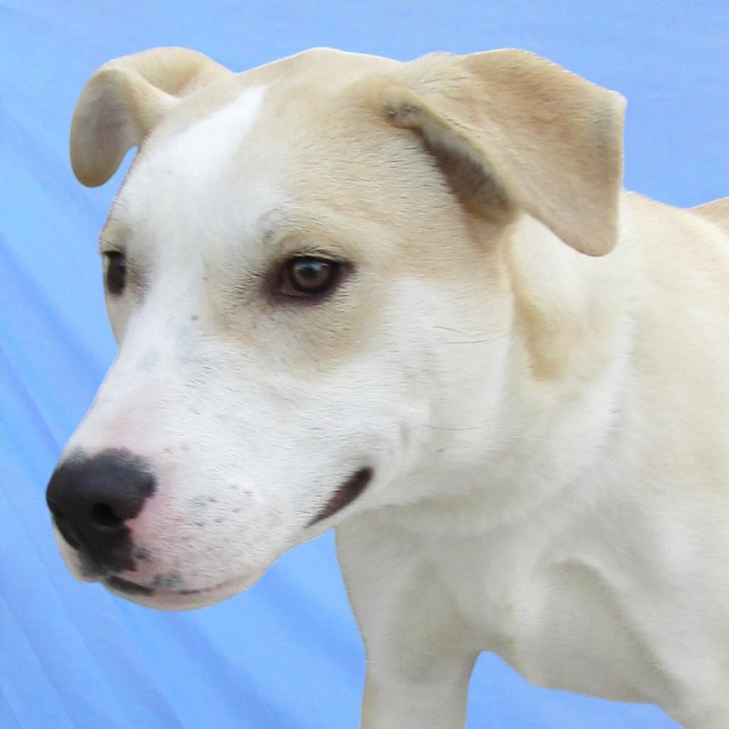 Enlarge Miller - PAWS, a Adoptable Mixed Breed in Las Cruces, NM image 2/6