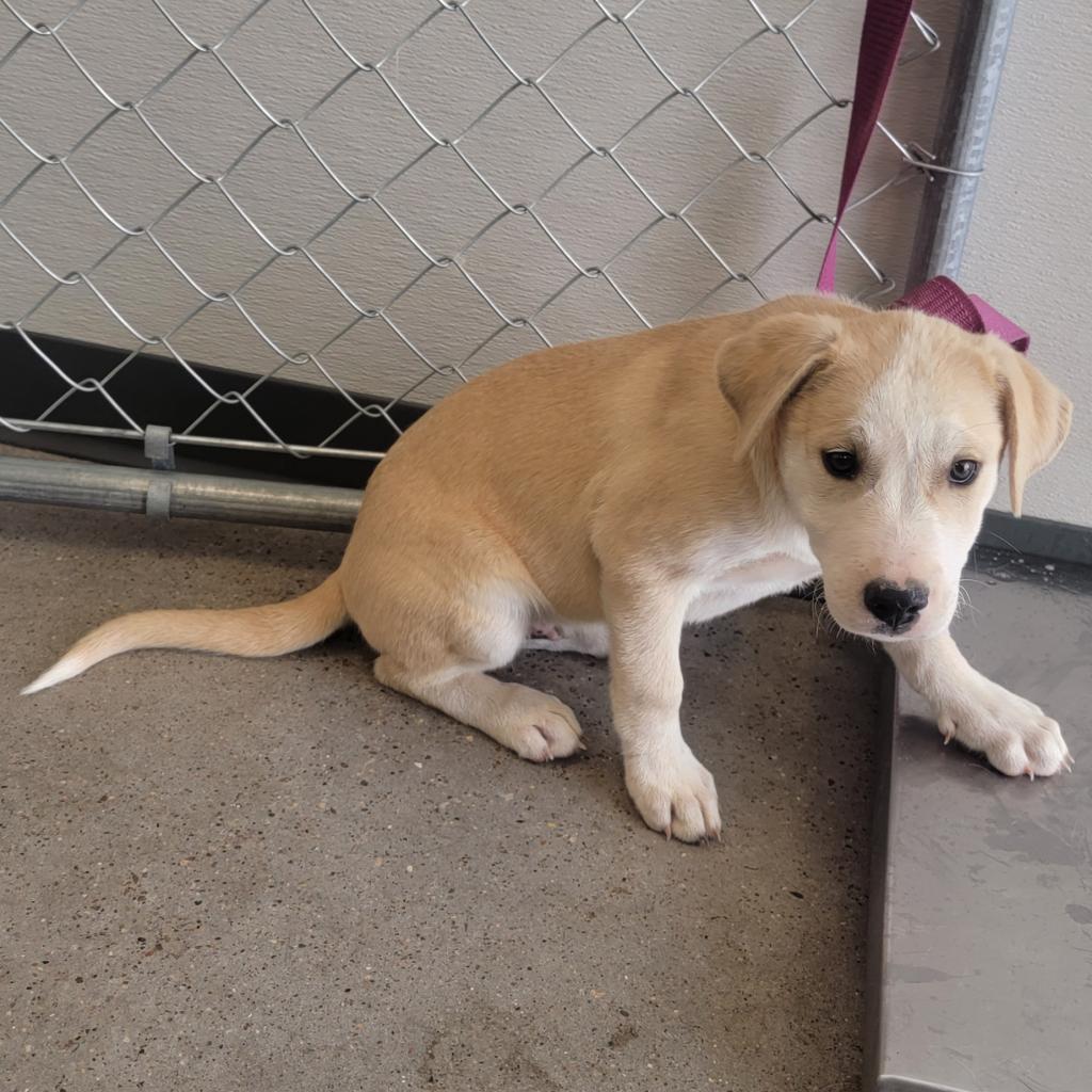 Enlarge Miller - PAWS, a Adoptable Mixed Breed in Las Cruces, NM image 3/6