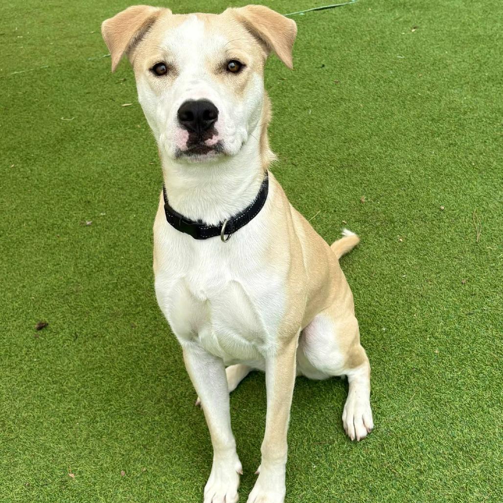 Enlarge Miller - PAWS, a Adoptable Mixed Breed in Las Cruces, NM image 4/6