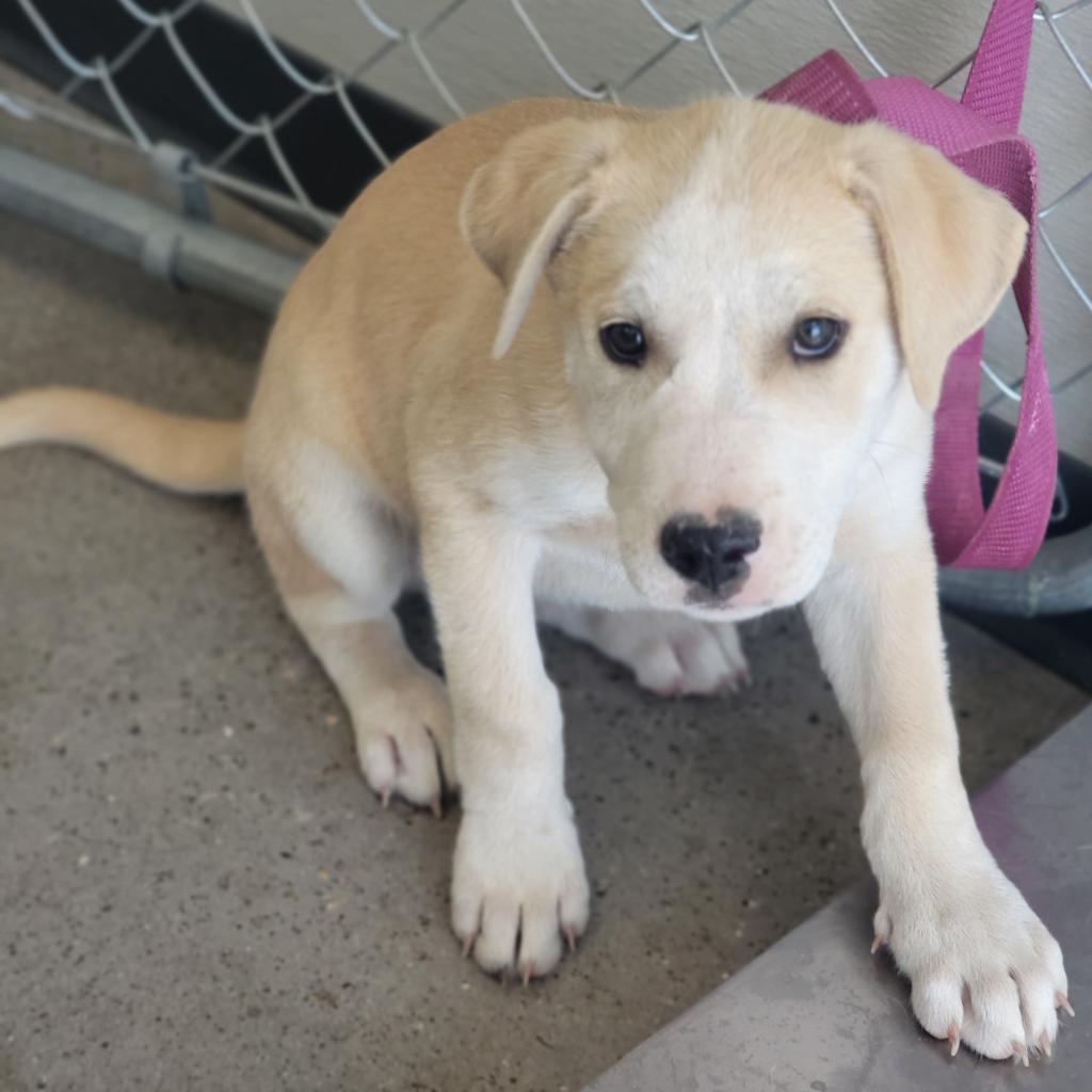Enlarge Miller - PAWS, a Adoptable Mixed Breed in Las Cruces, NM image 5/6