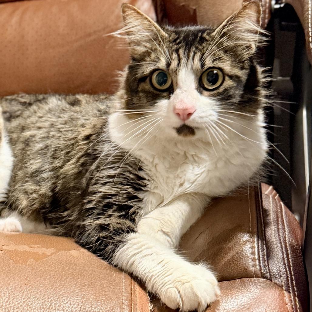 Madeleine, Adoptable, Young Female Domestic Medium Hair.