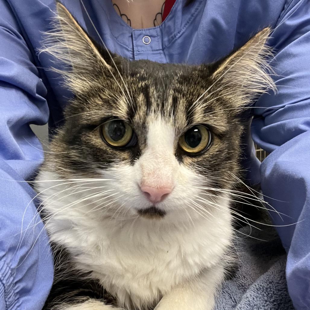 Enlarge Madeleine, a Adoptable Domestic Medium Hair in Keizer, OR image 2/2