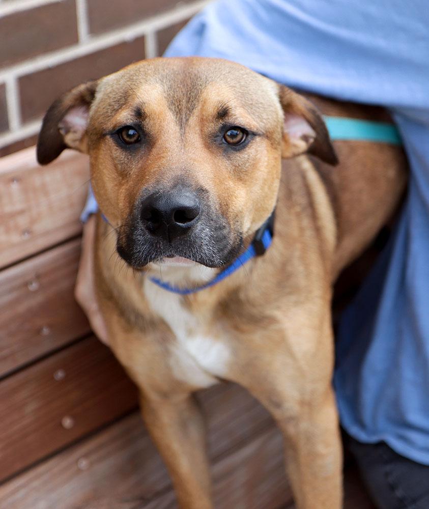 Enlarge Judge (AO37579), a Adoptable mixed breed in Kansas City, KS image 5/6