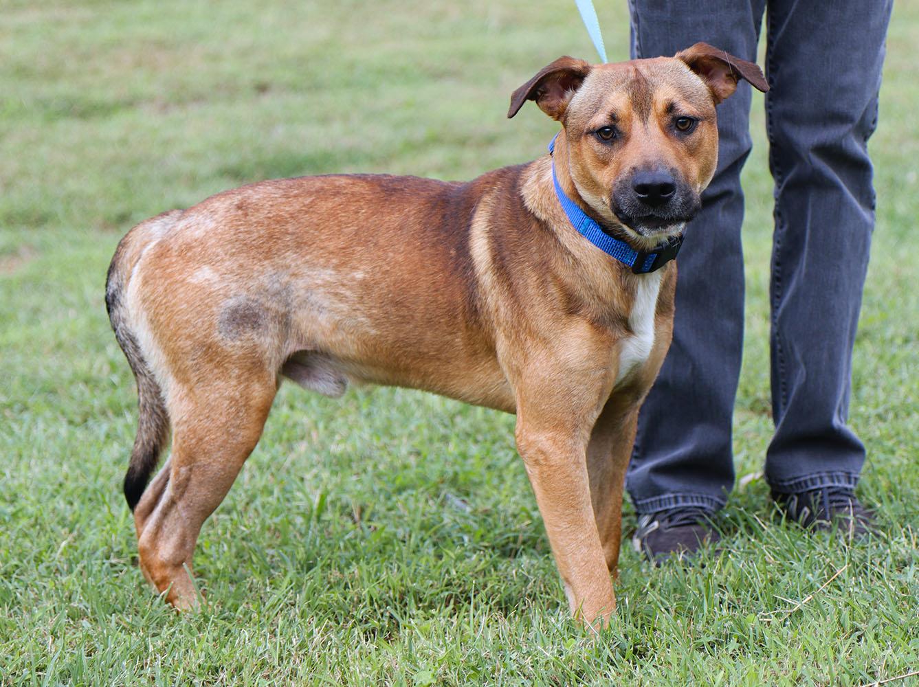 Enlarge Judge (AO37579), a Adoptable mixed breed in Kansas City, KS image 4/6