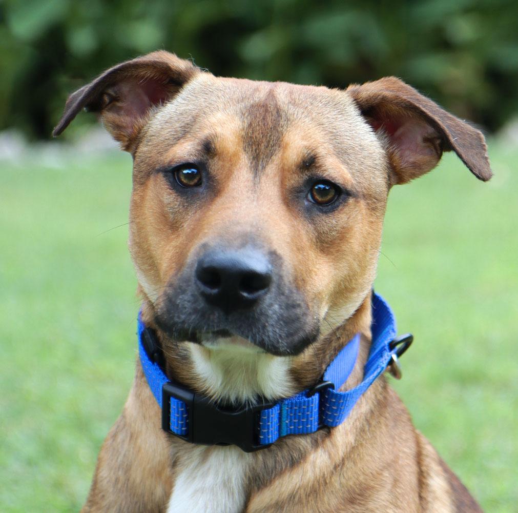 Enlarge Judge (AO37579), a Adoptable mixed breed in Kansas City, KS image 1/6