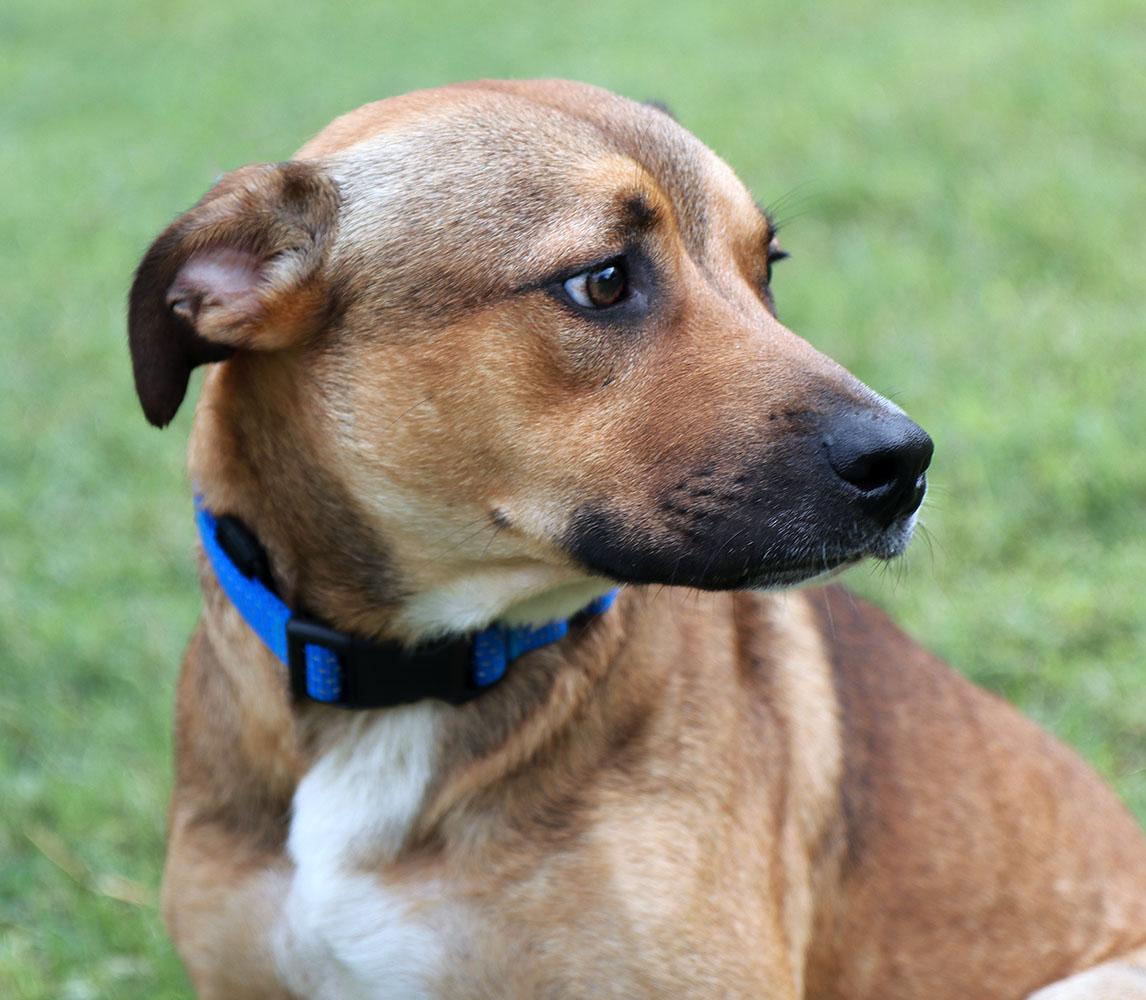 Enlarge Judge (AO37579), a Adoptable mixed breed in Kansas City, KS image 6/6