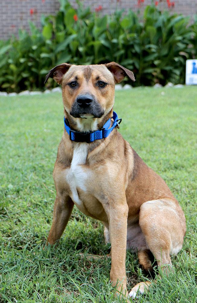 Enlarge Judge (AO37579), a Adoptable mixed breed in Kansas City, KS image 2/6