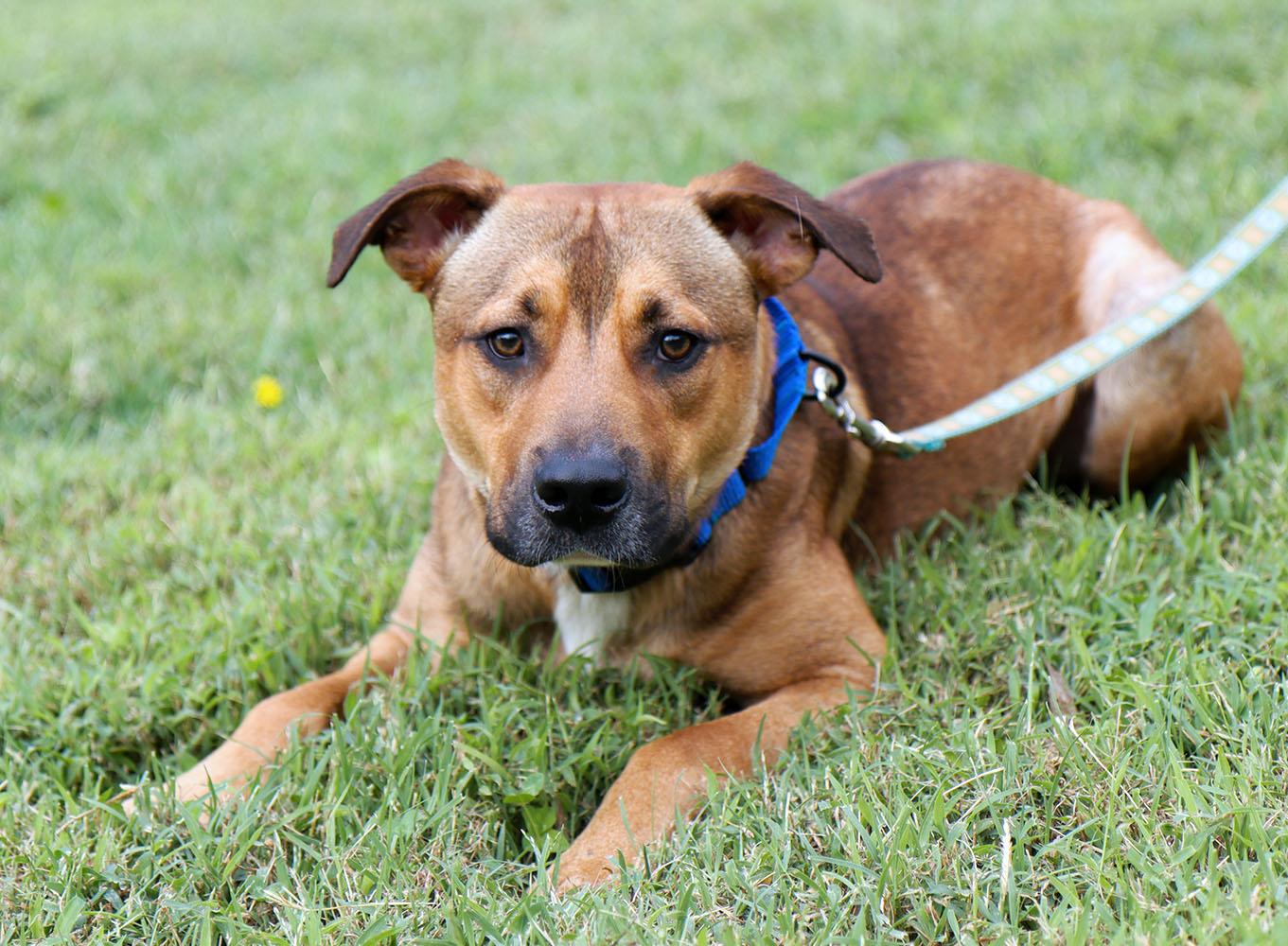 Enlarge Judge (AO37579), a Adoptable mixed breed in Kansas City, KS image 3/6