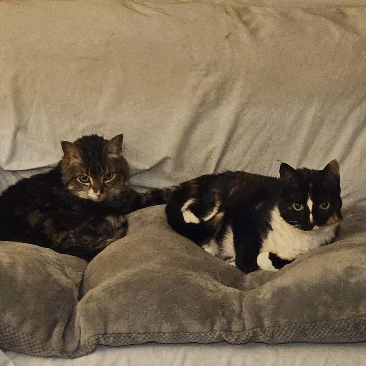 Blackie & Sweetie - GOLDEN GIRLS TO WARM YOUR HEART!, ADOPTABLE, Senior Female Domestic Short Hair.