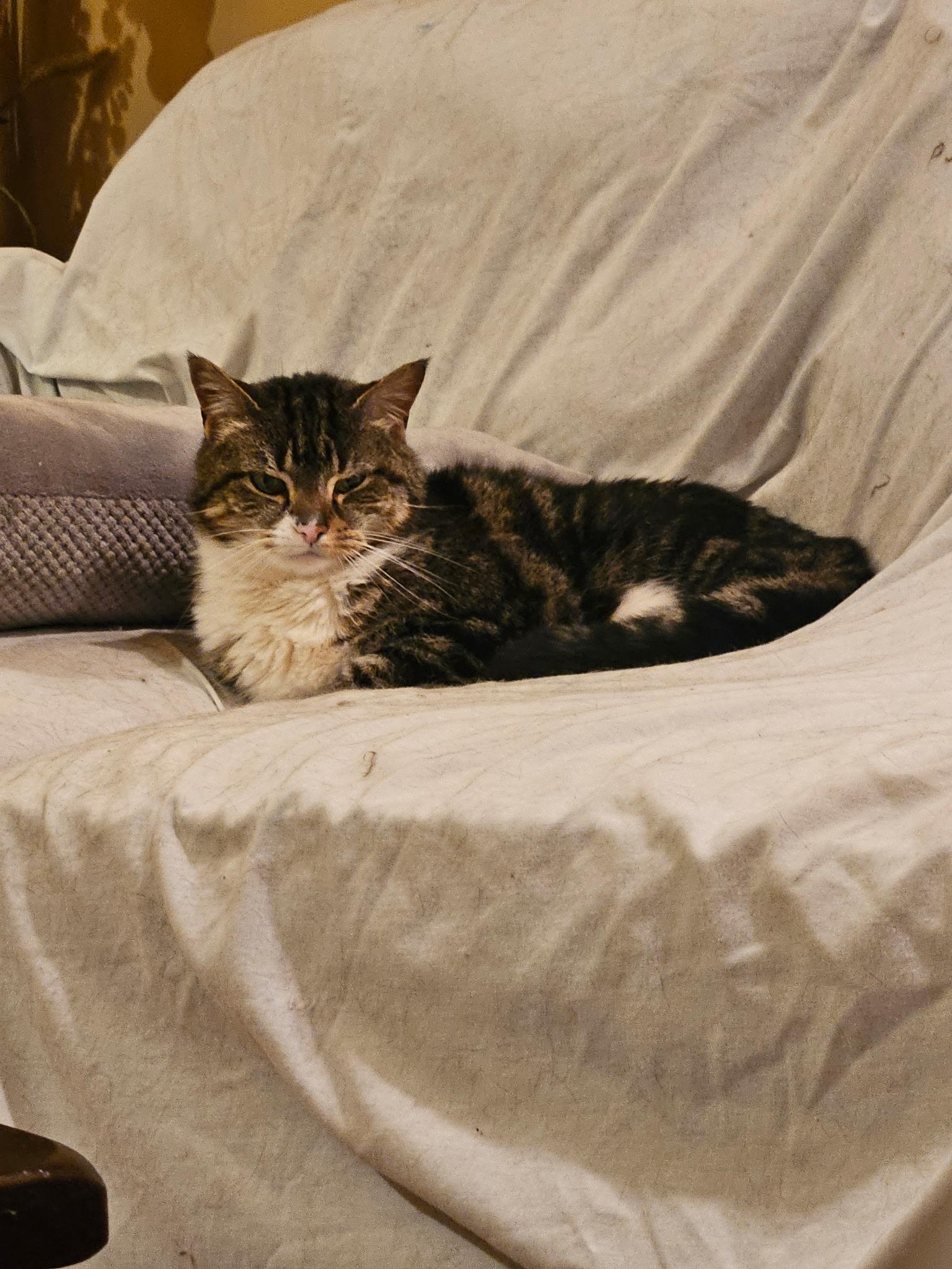 Enlarge Blackie & Sweetie - GOLDEN GIRLS TO WARM YOUR HEART!, a ADOPTABLE Domestic Short Hair in Bristow, VA image 3/5