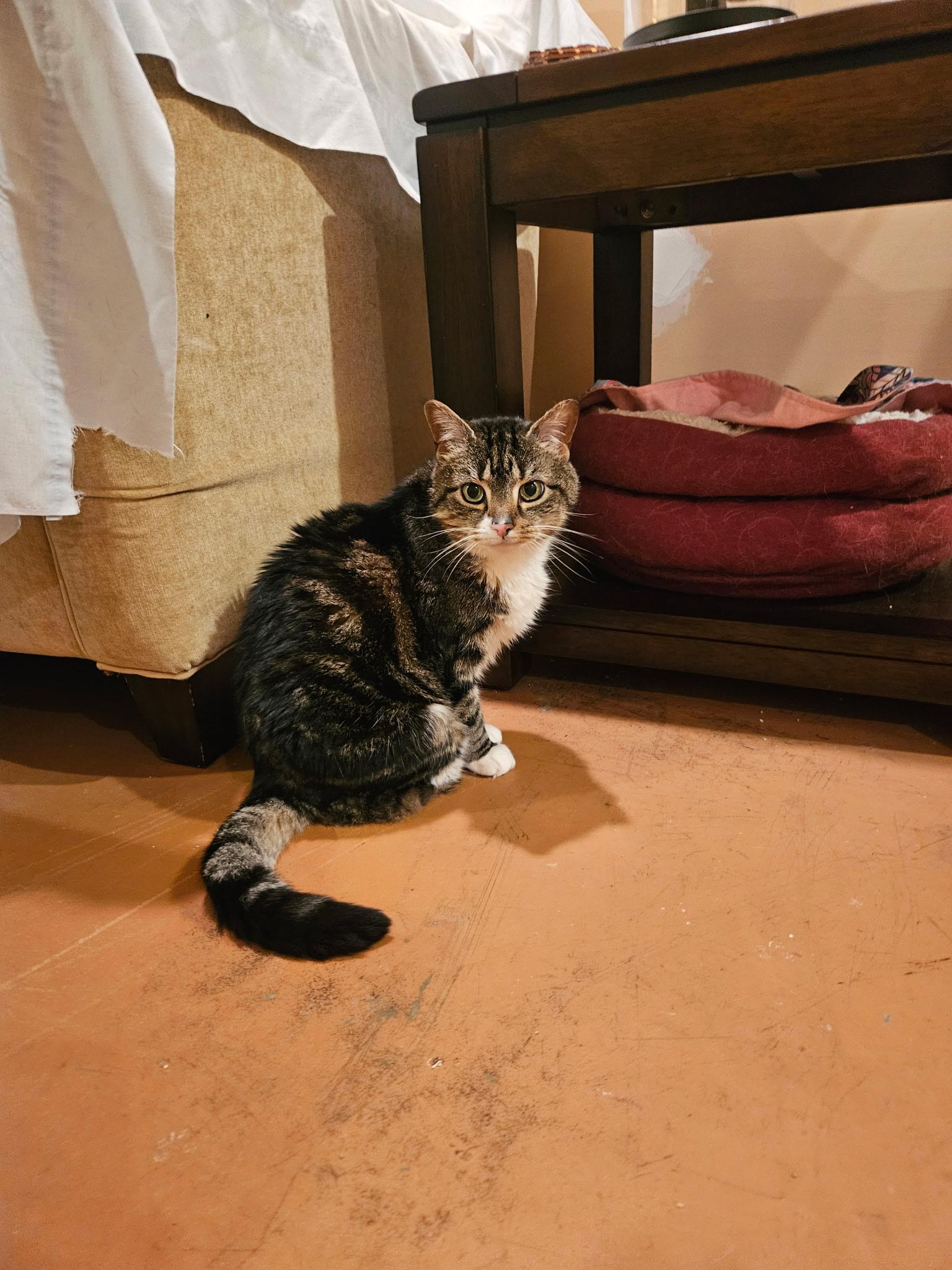 Enlarge Blackie & Sweetie - GOLDEN GIRLS TO WARM YOUR HEART!, a ADOPTABLE Domestic Short Hair in Bristow, VA image 5/5