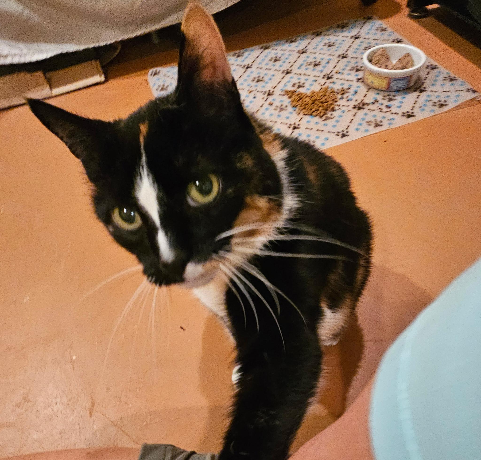 Enlarge Blackie & Sweetie - GOLDEN GIRLS TO WARM YOUR HEART!, a ADOPTABLE Domestic Short Hair in Bristow, VA image 2/5