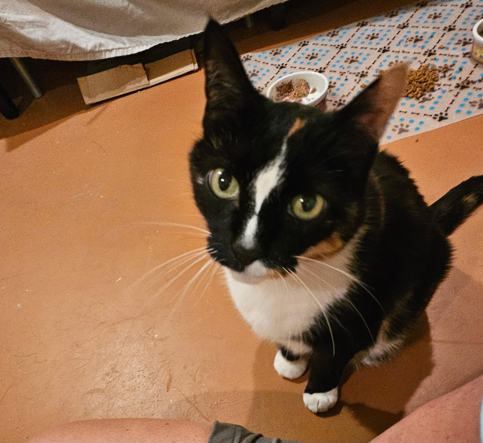 Enlarge Blackie & Sweetie - GOLDEN GIRLS TO WARM YOUR HEART!, a ADOPTABLE Domestic Short Hair in Bristow, VA image 4/5