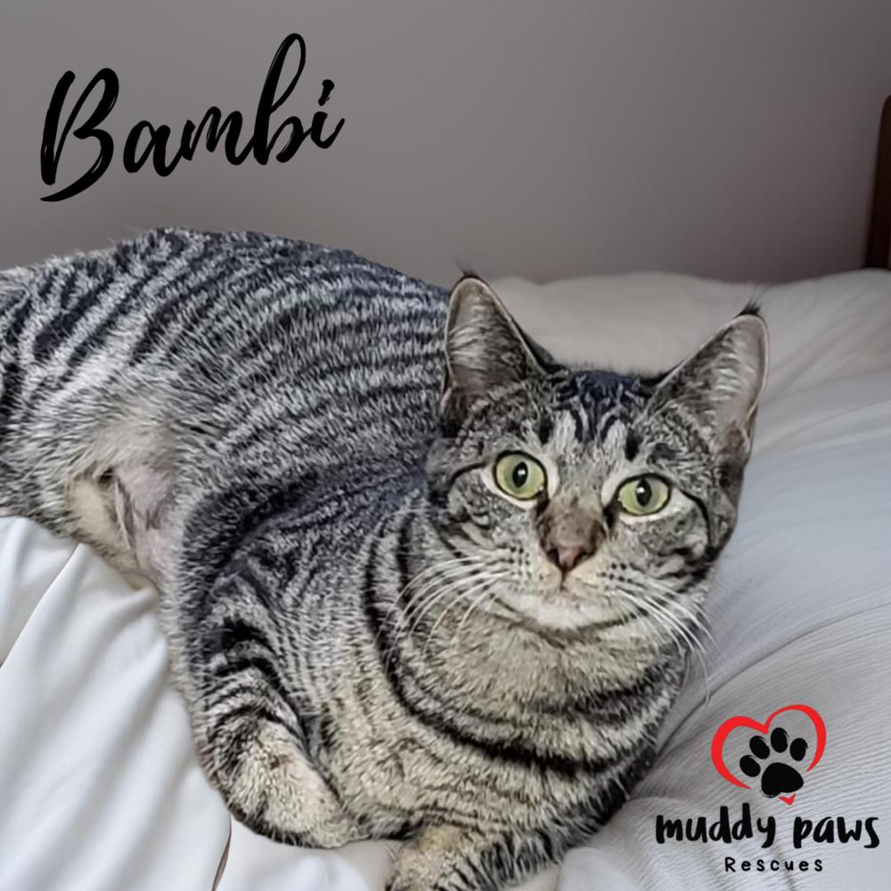 Bambi, a Adoptable Tabby in Council Bluffs, IA image 1/2