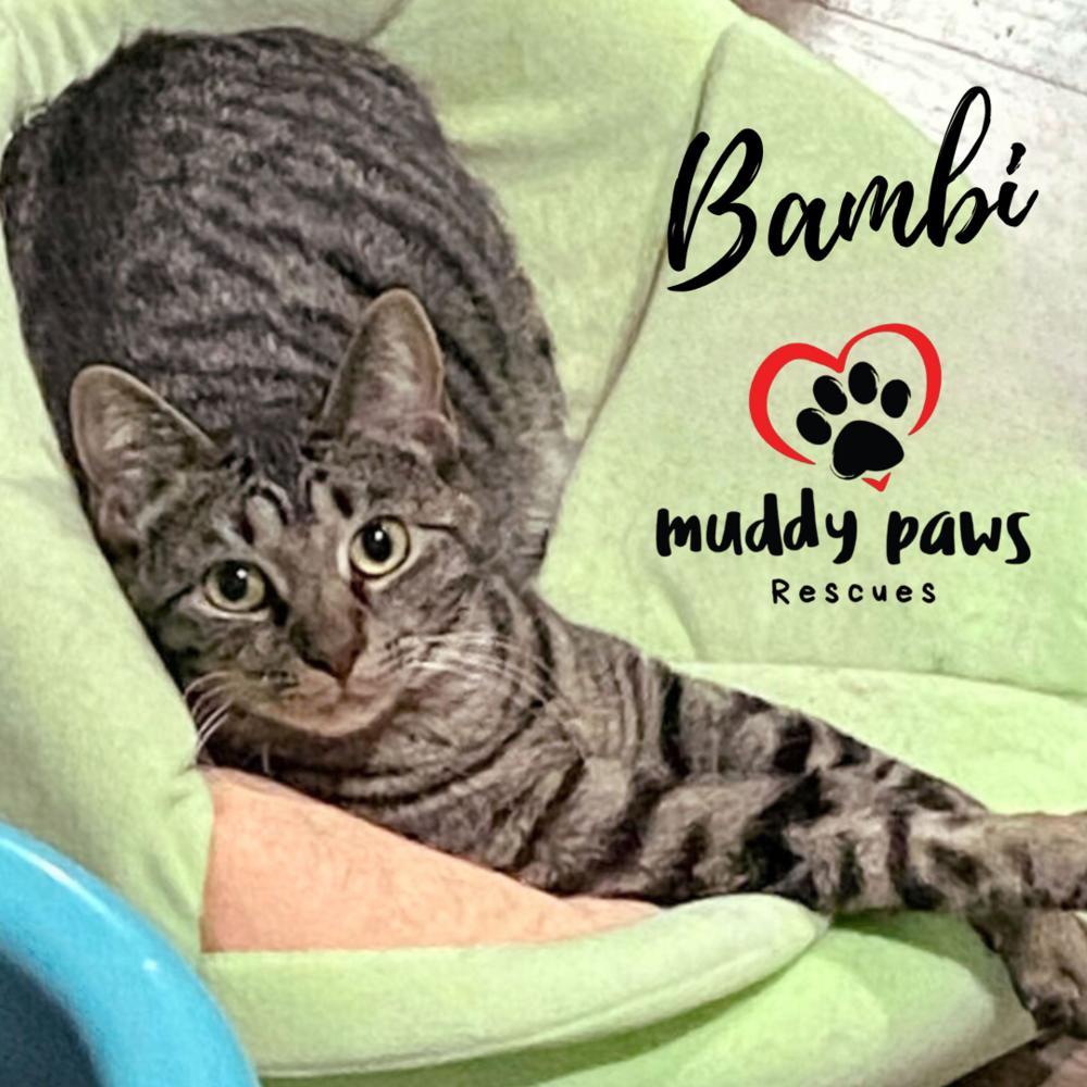 Bambi, a Adoptable Tabby in Council Bluffs, IA image 2/2