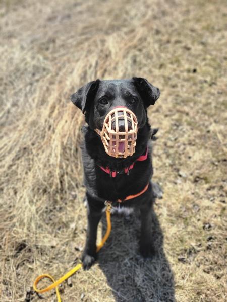 Enlarge Luka, a Adoptable mixed breed in Winnipeg, MB image 1/1