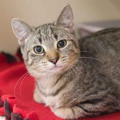 Georgia O`Keeffe, Adoptable, Kitten Female Domestic Short Hair & Domestic Short Hair.