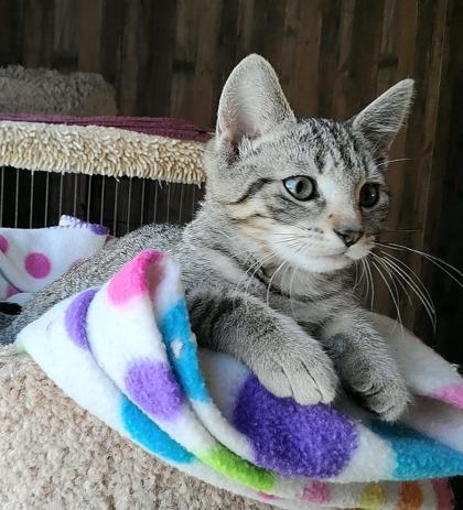 Georgia O`Keeffe, Adoptable, Kitten Female Domestic Short Hair & Domestic Short Hair.