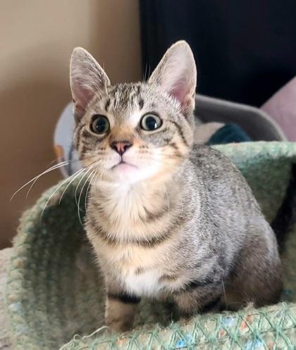 Georgia O`Keeffe, a Adoptable Domestic Short Hair in Verona, WI image 2/3