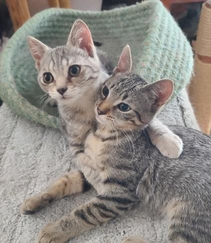 Georgia O`Keeffe, a Adoptable Domestic Short Hair in Verona, WI image 3/3