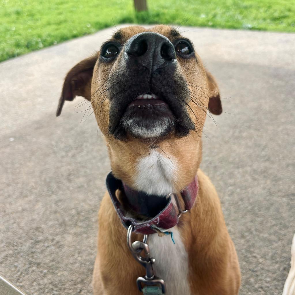 Maebel, a Adoptable Mixed Breed in State College, PA image 1/6